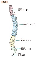 脊髄レベル